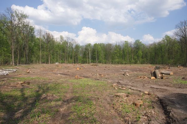 Cost of Pasture Clearing in Waco