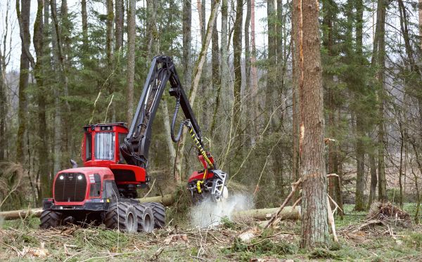 Forest Clearance Service in Waco