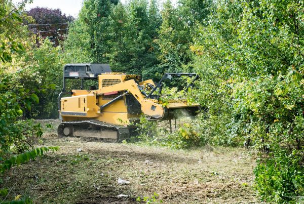 Pathway Clearing in Waco
